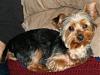 Yorkie haircut-img_0777.1.jpg