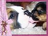 Introducing...-kb-puppy-600-x-450-.jpg