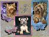Introducing...-508collage-600-x-450-.jpg
