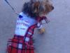 YorkieTalk Halloween 2005 Contest Submissions! Enter here!-halloween-parade-009.jpg