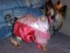 YorkieTalk Halloween 2005 Contest Submissions! Enter here!-s-princess-costume2.jpg