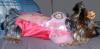 YorkieTalk Halloween 2005 Contest Submissions! Enter here!-s-princess-costume4.jpg
