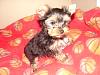 Here is our newest addition Percy!-dsc04691-1-.jpg