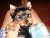 Here is our newest addition Percy!-dsc04697-1-.jpg