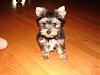 Here is our newest addition Percy!-dsc04700-1-.jpg