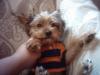 Lets see your Yorkie SMILE FOR THE CAMERA!-tucker-chewing-009.jpg