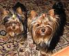 ~~Everyone With a 6,7, or 8 lb Yorkie Please Read!~~-sizewize.jpg