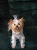 Lets see your Yorkie SMILE FOR THE CAMERA!-dsc00540-486-x-648-.jpg-2.jpg