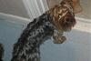 ~~Everyone With a 6,7, or 8 lb Yorkie Please Read!~~-ertger.jpg