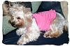 ~~Everyone With a 6,7, or 8 lb Yorkie Please Read!~~-too-cute-daisy-5-20-08.jpg