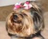 Lets see your Yorkie SMILE FOR THE CAMERA!-smilin2004.jpg