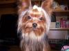 Lets see your Yorkie SMILE FOR THE CAMERA!-000_1033.jpg