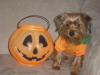 YorkieTalk Halloween 2005 Contest Submissions! Enter here!-halloween-002.jpg