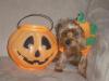 YorkieTalk Halloween 2005 Contest Submissions! Enter here!-halloween-003.jpg