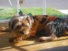 YorkieTalk Halloween 2005 Contest Submissions! Enter here!-halloween-004.jpg