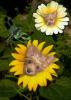 Has anyone seen this type of flower before?-flowers-426-x-600-.jpg