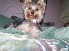 ~~Everyone With a 6,7, or 8 lb Yorkie Please Read!~~-beautiful.jpg