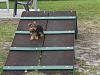 I had some free time when my internet was down..-olympic-pup.jpg