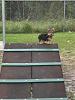 I had some free time when my internet was down..-olympic-pup2.jpg