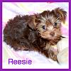 Chestnut yorkie-june-019_reesie.jpg