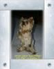 YorkieTalk Halloween 2005 Contest Submissions! Enter here!-theflasher4.jpg