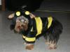 YorkieTalk Halloween 2005 Contest Submissions! Enter here!-heather-018.jpg