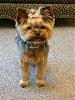 Yorkie haircuts-dsc04017.jpg