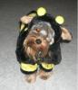 YorkieTalk Halloween 2005 Contest Submissions! Enter here!-heather-015.jpg
