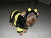YorkieTalk Halloween 2005 Contest Submissions! Enter here!-heather-017.jpg