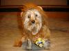 YorkieTalk Halloween 2005 Contest Submissions! Enter here!-yt-cowardly-lion-yoda-10-2005.jpg