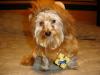YorkieTalk Halloween 2005 Contest Submissions! Enter here!-yt-cute-cowardly-lion-yoda-10-2005.jpg