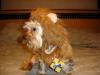 YorkieTalk Halloween 2005 Contest Submissions! Enter here!-yt-i-have-courage-yoda-10-2005.jpg