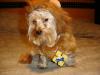 YorkieTalk Halloween 2005 Contest Submissions! Enter here!-yt-i-have-lots-courage-yoda-10-2005.jpg