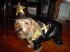YorkieTalk Halloween 2005 Contest Submissions! Enter here!-dsc01899.jpg