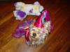 YorkieTalk Halloween 2005 Contest Submissions! Enter here!-chloecostume2.jpg