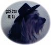 YorkieTalk Halloween 2005 Contest Submissions! Enter here!-quick-draw-mc-gus.jpeg