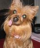 My Yorkie has short hair-annie.jpg