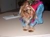 YorkieTalk Halloween 2005 Contest Submissions! Enter here!-hpim0610-small.jpg