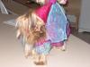 YorkieTalk Halloween 2005 Contest Submissions! Enter here!-hpim0612-small.jpg