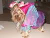 YorkieTalk Halloween 2005 Contest Submissions! Enter here!-hpim0613-small.jpg