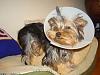 Sandysand's Kacy will be neutered tomorrow.-dsc02237.jpg