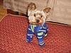 I'm a terrible Yorkie mommy!-100_0257-200.jpg