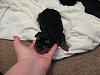 Mattie's puppies-img_1304.jpg