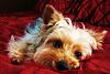 Anyone have a pic of a silver head/gold face yorkie?-015.jpg