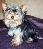 Anyone have a pic of a silver head/gold face yorkie?-100_1972_1.jpg
