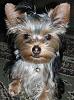 Anyone have a pic of a silver head/gold face yorkie?-kash-topknot.jpg
