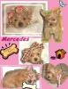 My FAVORITE picture of Tea Leaf's last litter (red puppies)-collage1-464-x-600-.jpg