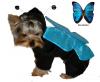 YorkieTalk Halloween 2005 Contest Submissions! Enter here!-chloemorpho.jpg