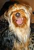 Does your yorkie smiles?-l_925495981c5c209ede3ece39c45adf19.jpg