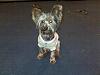 Koda is home from getting groomed today!-2blackberry-029.jpg